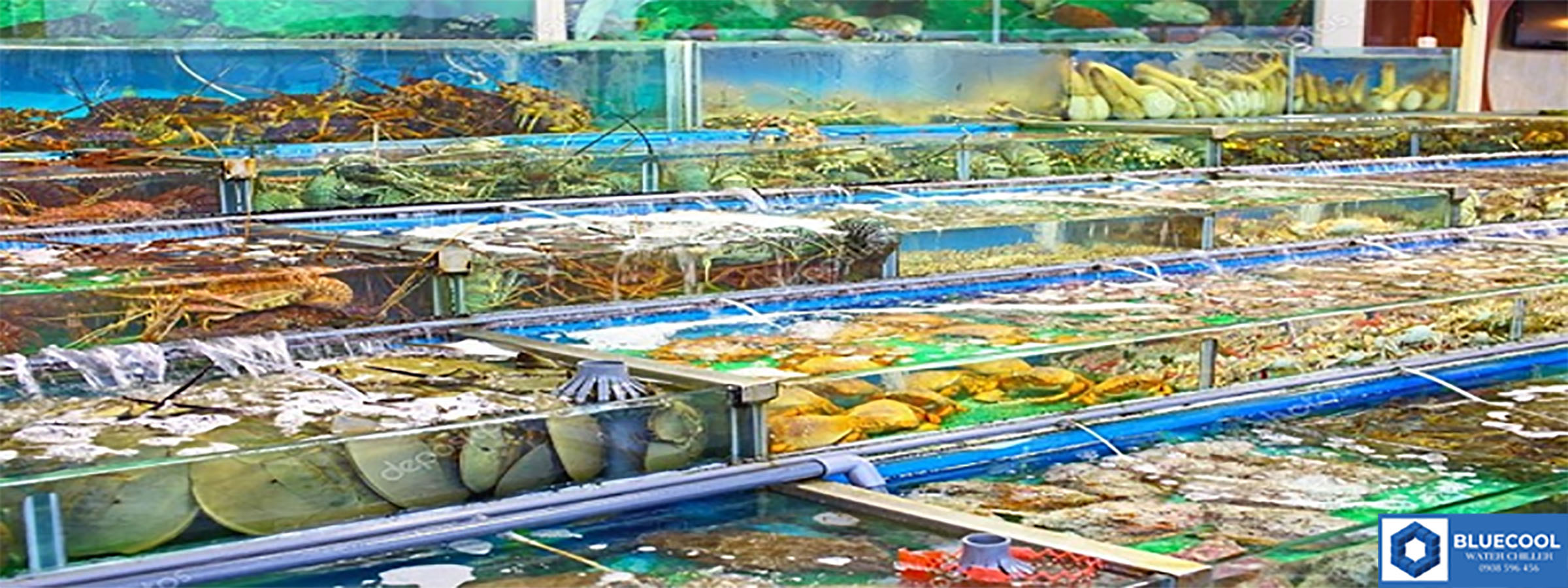 máy lạnh hải sản thường